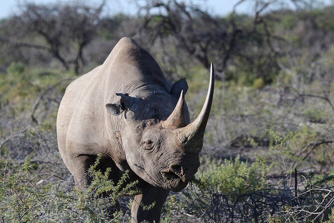 One Day Tour to Maasai Mara Game reserve from Nairobi - Service style: private pickup, punctual runs, and friendly guidance