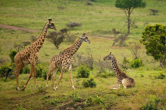 One Day Tour to Maasai Mara Game reserve from Nairobi - The safari route: Sekenani Gate toward the Mara River