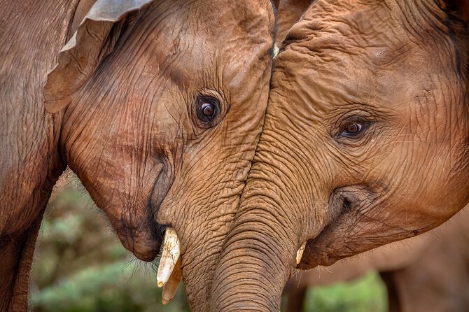 One Night (Mid-range) Amboseli National Park Safari - What’s included, and what costs extra