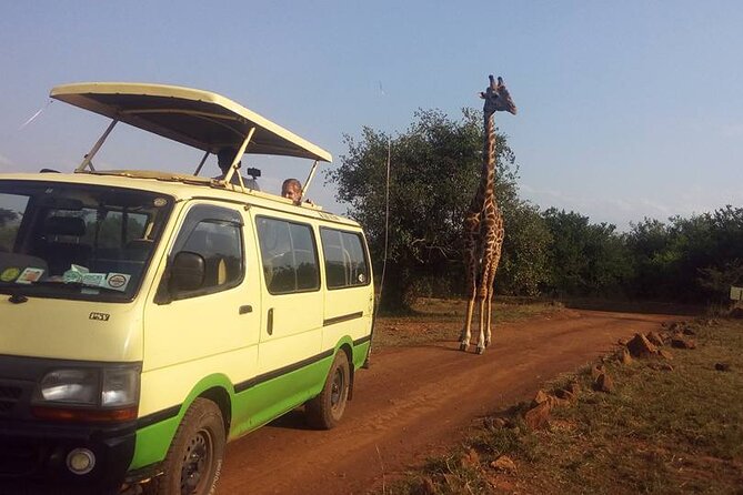 One Night (Mid-range) Amboseli National Park Safari - Camp check-in at Kibo Safari Camp, then afternoon game drive