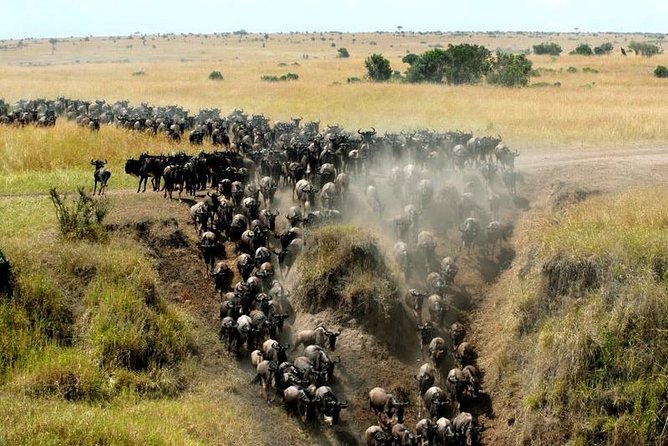 Overnight Maasai Mara Private Safari From Nairobi - Staying at AA Lodge or similar: meals, comfort, and the value of being fed