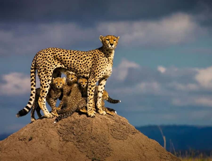 Overnight Private Safari To Masai Mara - Key things to know before you go
