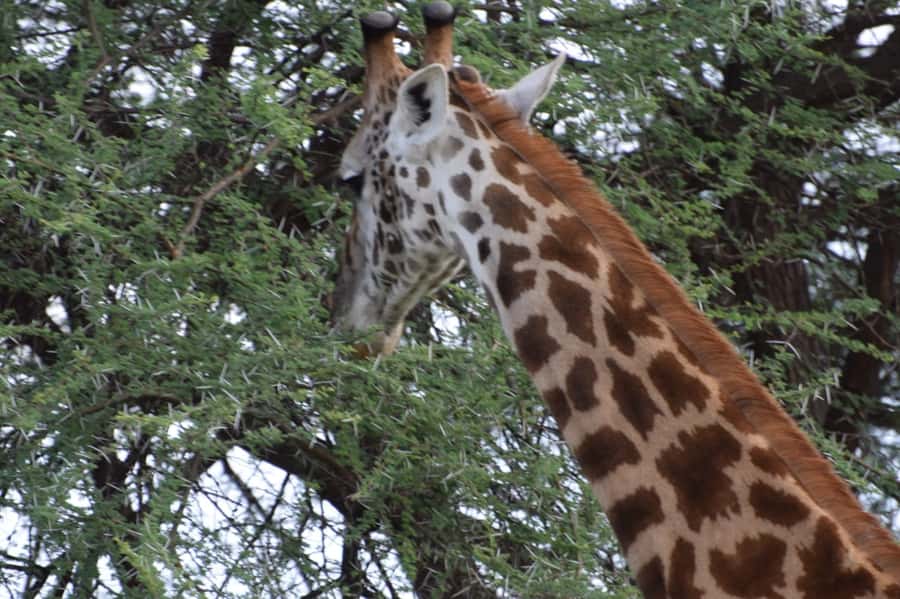 Overnight Private Safari To Masai Mara - The Maasai Village Stop: Cultural Learnings With a Time Budget