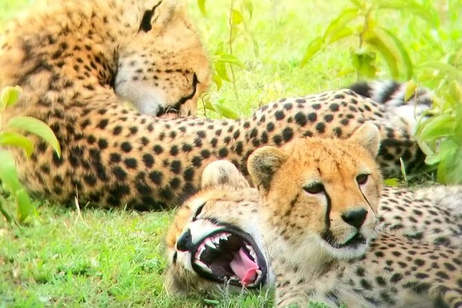 Overnight private Safari to Masai Mara National Reserve. - Night in the Mara area: dinner included, rest treated like part of the plan