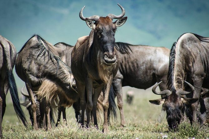 Overnight private Safari to Masai Mara National Reserve. - Guides and driver skills: the names that show up in strong experiences