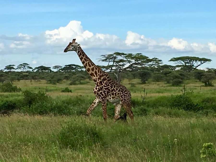Overnight Private Safari To Masai Mara - Day 1: Nairobi Departure, Great Rift Valley Viewpoint, Then a Full Wildlife Drive
