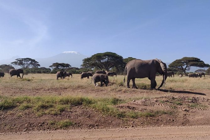 Overnight Safari to Amboseli National Park - Nairobi to Amboseli: the road trip that sets your expectations