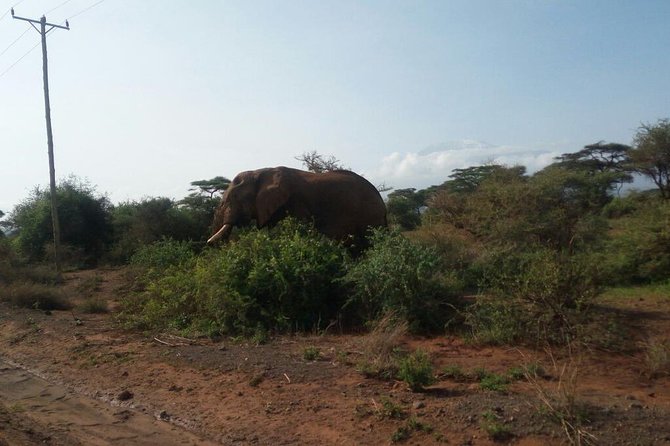 Overnight Safari to Amboseli National Park - Staying at AA Amboseli Lodge: comfort that helps you keep up with safari timing