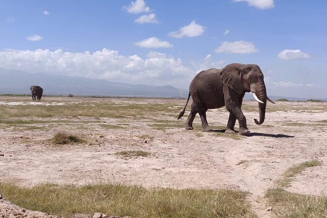 Overnight Safari to Amboseli National Park - The guides really shape the experience: Albert, Edwin, Ramma, and more