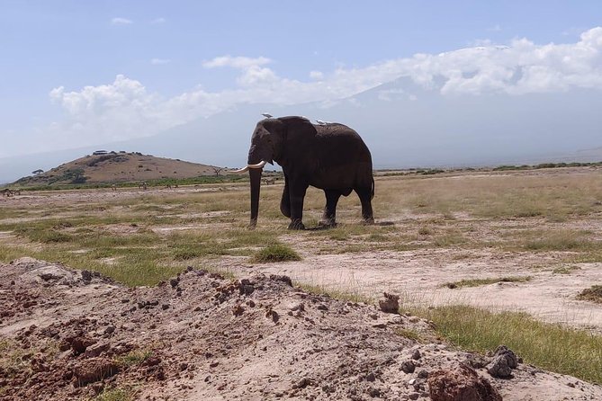 Overnight Safari to Amboseli National Park - Price and logistics: does $623.49 feel like good value?