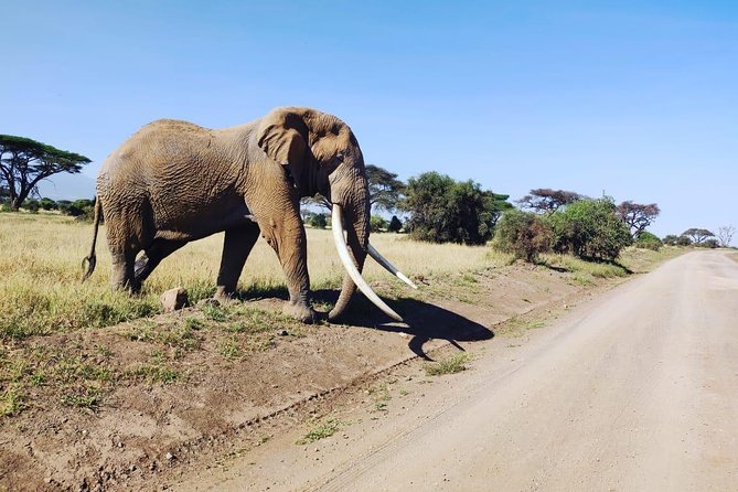 Overnight Safari to Amboseli National Park - Who should book this Amboseli overnight safari?