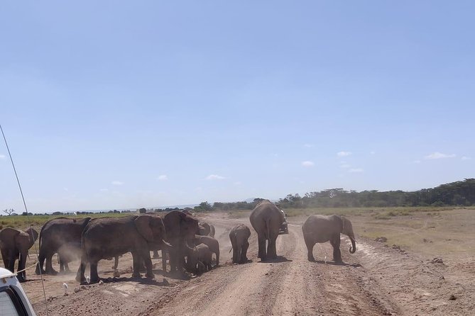 Overnight Safari to Amboseli National Park - Afternoon game drive: getting Kilimanjaro in the skyline and wildlife in the frame