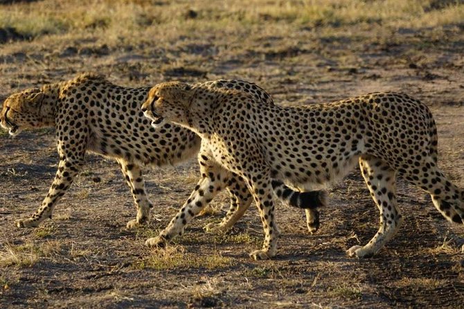 Overnight Safari To Maasai Mara - The “tight schedule” reality check before you book