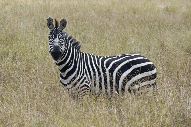 Overnight Safari To Maasai Mara - What “game drive time” really means in the Mara