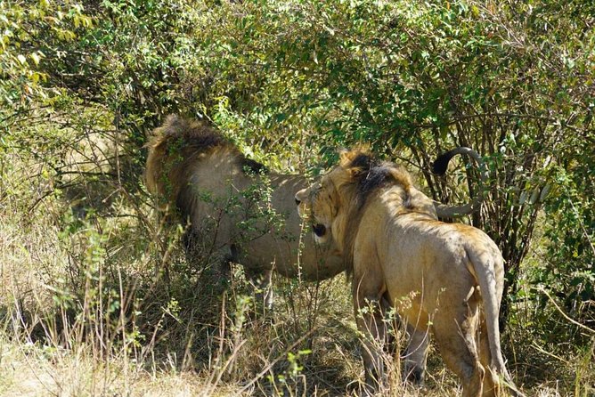 Overnight Safari To Maasai Mara - The safari camp sleep: comfort that matters at the end of a road day