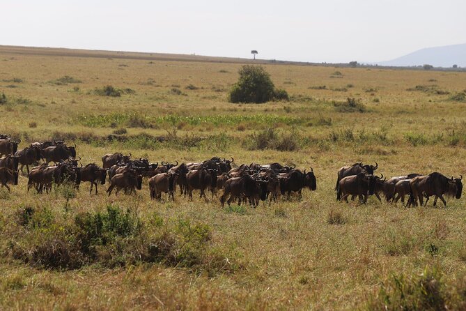 Overnight Safari To Maasai Mara - Big Five chances, migration hopes, and realistic safari expectations