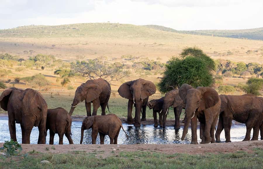 Overnight Safari to Saltlick through Tsavo East Park - Key things you will notice on this safari
