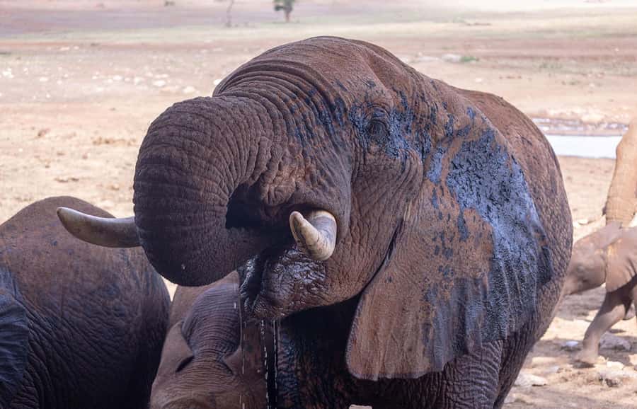 Overnight Safari to Saltlick through Tsavo East Park - Salt Lick Lodge: the stilted “medieval fortress” you actually remember