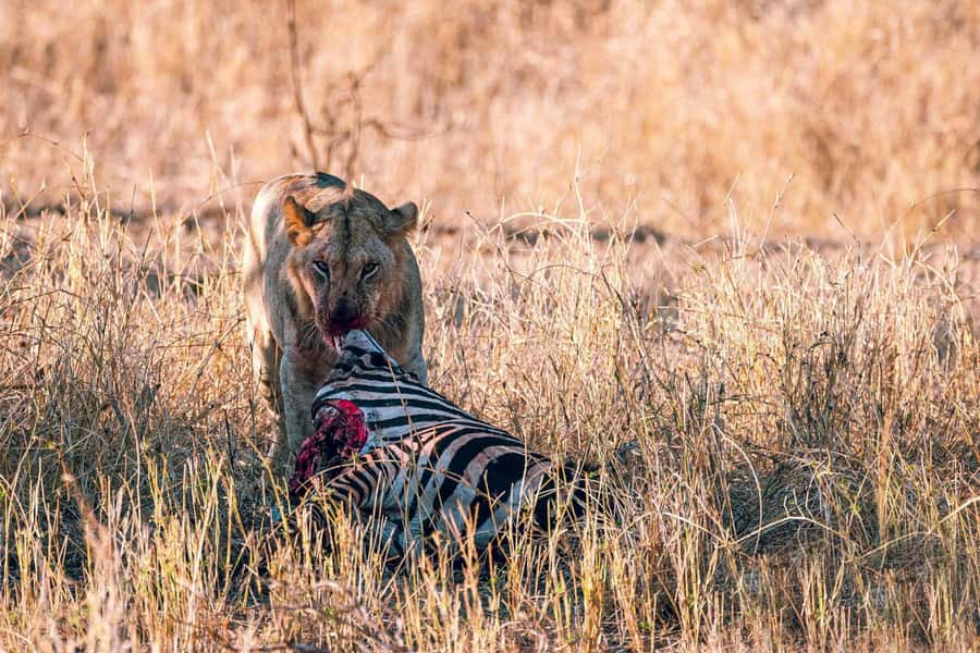 Overnight Safari to Saltlick through Tsavo East Park - Price and logistics: what $613 really buys, and what you still pay separately