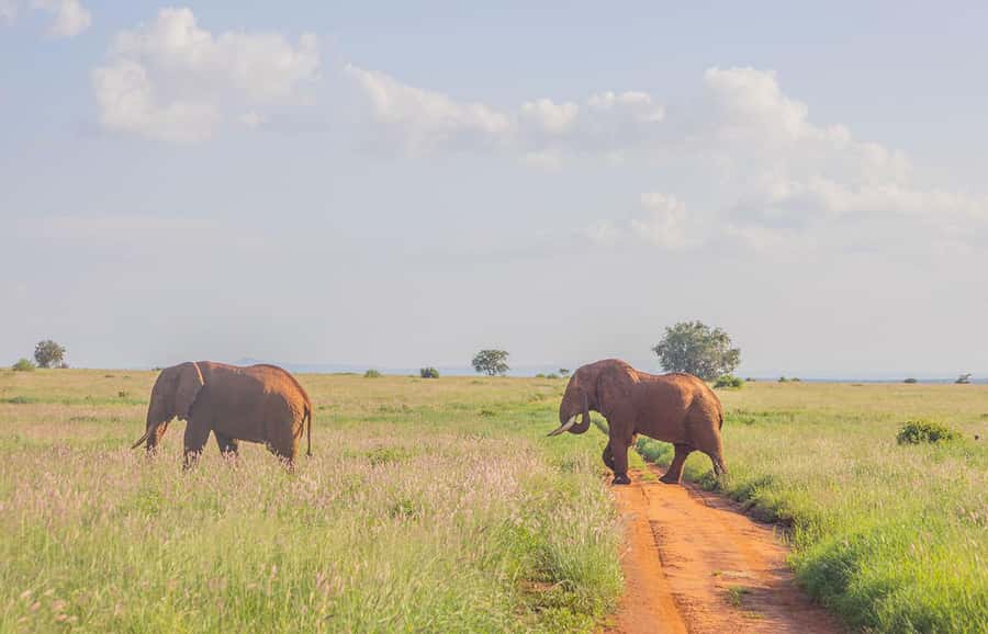 Overnight Safari to Saltlick through Tsavo East Park - Who should book this safari, and who should reconsider