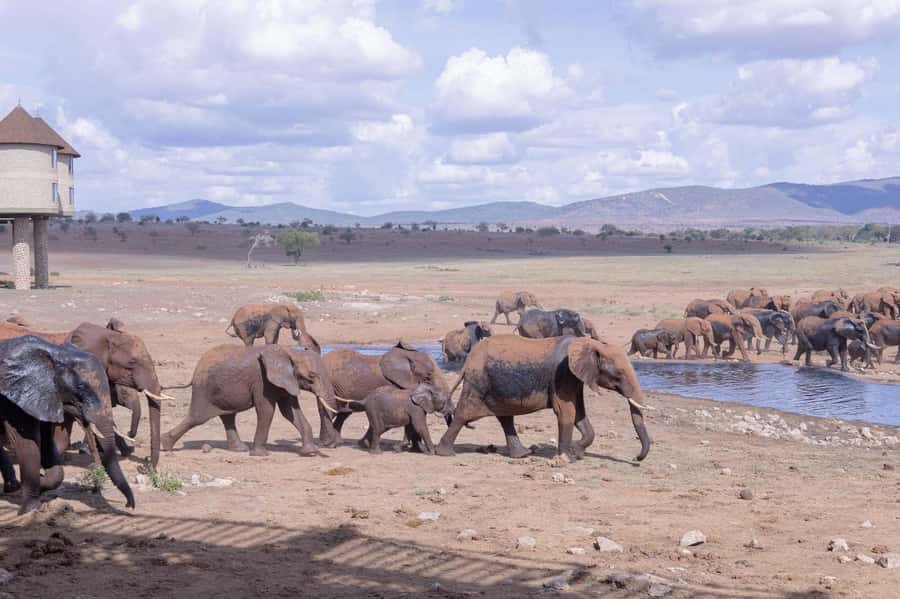 Overnight Safari to Saltlick through Tsavo East Park - FAQ