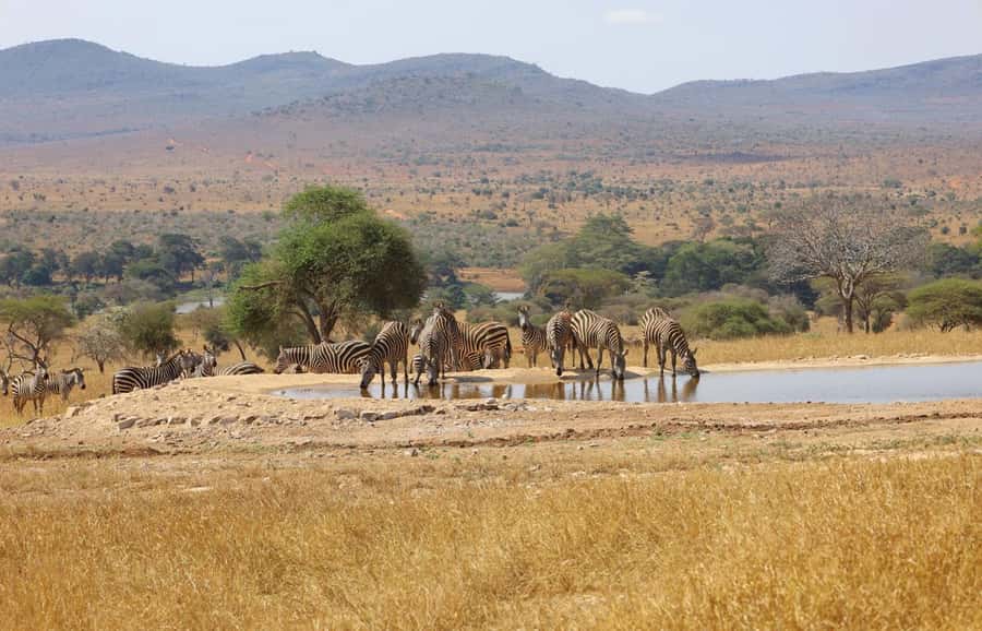 Overnight Safari to Saltlick through Tsavo East Park - Day 1 from Mombasa or Diani: early pickup, gates, and that first animal hunt