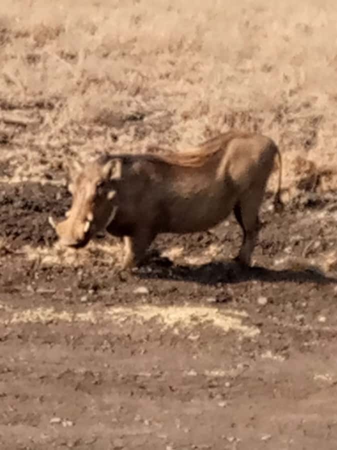 Overnight safari to Tsavo East from Mombasa / Diani Beach - Key things I’d plan for on this Tsavo East overnight safari