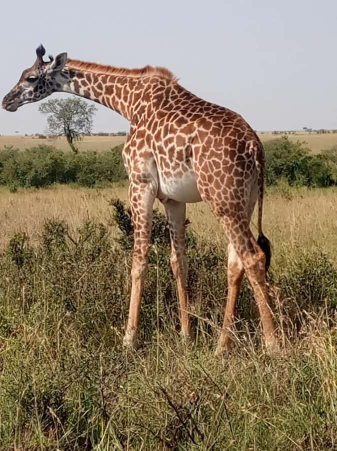 Overnight safari to Tsavo East from Mombasa / Diani Beach - Tsavo East and why the altitude matters for your sightings