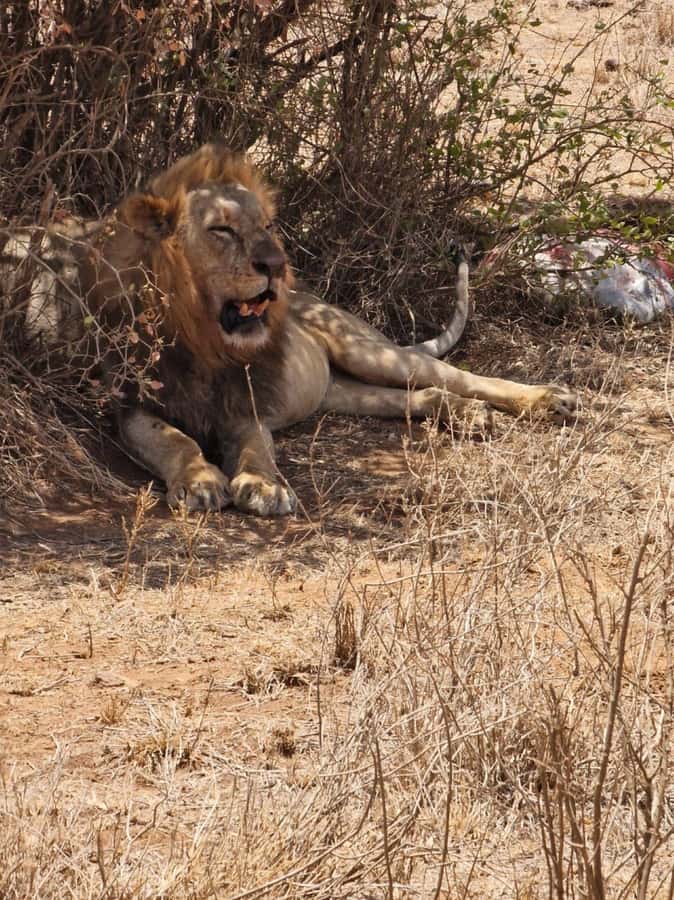 Overnight safari to Tsavo East from Mombasa / Diani Beach - Voi Safari Lodge: lunch, rest, and a comfortable overnight rhythm