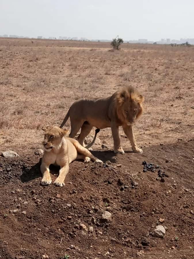 Overnight safari to Tsavo East from Mombasa / Diani Beach - Transport details that actually affect your game viewing