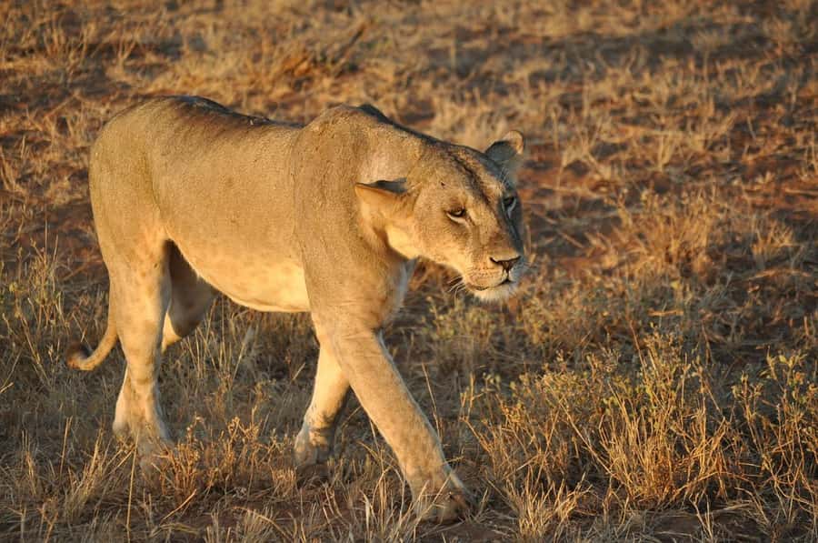 Overnight safari to Tsavo East from Mombasa / Diani Beach - Who should book this overnight Tsavo East safari?