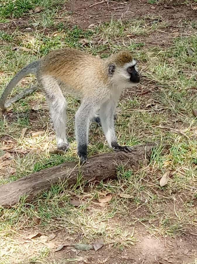 Overnight safari to Tsavo East from Mombasa / Diani Beach - The 5.00am pickup from Mombasa or Diani, then Bachuma Gate at 9:00am