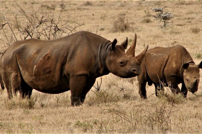 Overnight Safari to Tsavo East National Park from Mombasa/Diani - Day 2: Sunrise Game Drive, Big Cats at Work, Then Back to Mombasa