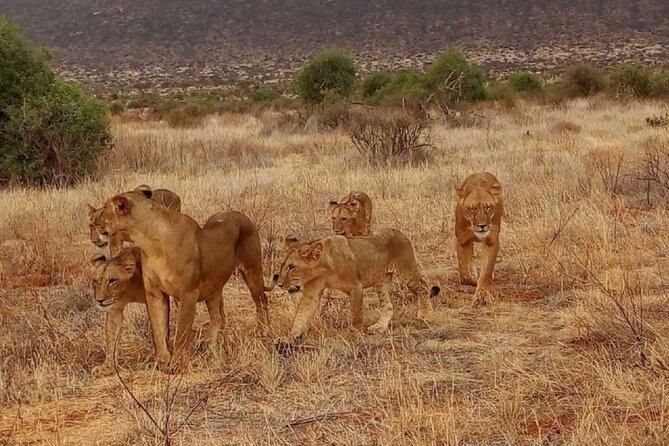 Overnight Safari to Tsavo East National Park from Mombasa/Diani - Day 1 at Tsavo East: Morning Drive, Lunch Check-In, Evening Pipeline Hunting