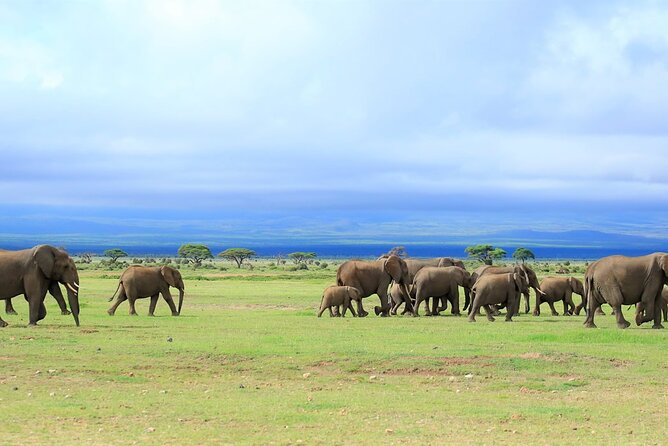 Overnight Tour in Amboseli National Park from Nairobi - Price and Value: Is $570 for Two Days a Good Deal?