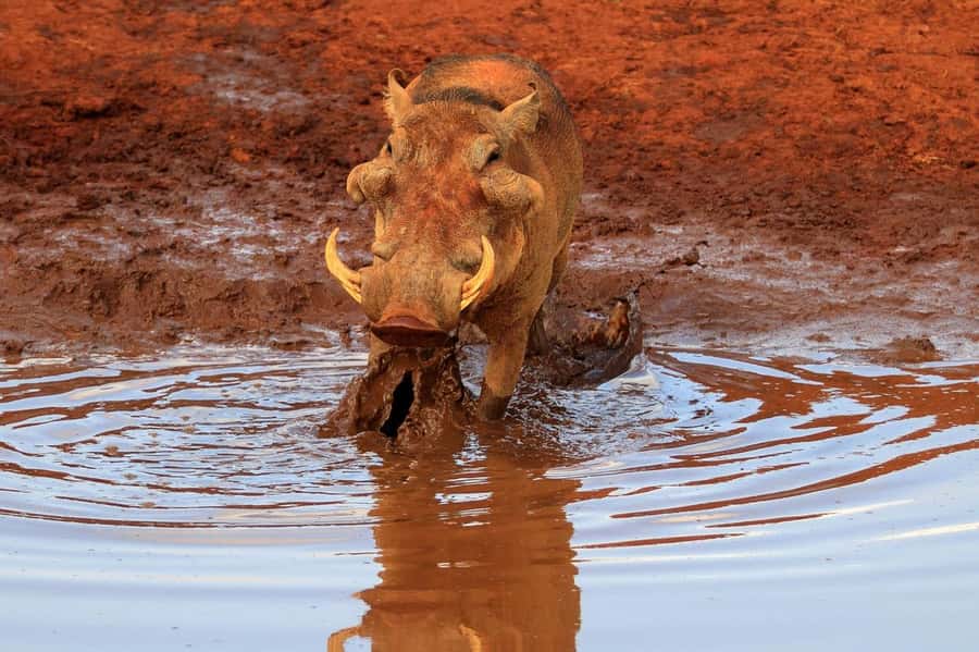 Overnight Tsavo East Safari From Mombasa/Diani (Private) - Aruba Dam and that 1952 waterhole story