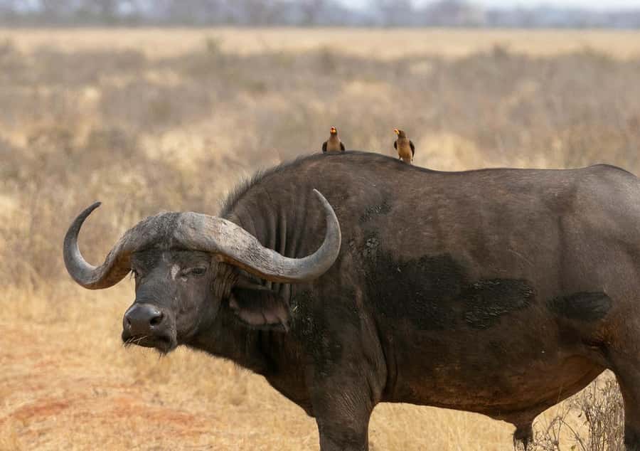Overnight Tsavo East Safari From Mombasa/Diani (Private) - Afternoon lunch and the lodge that faces the waterhole