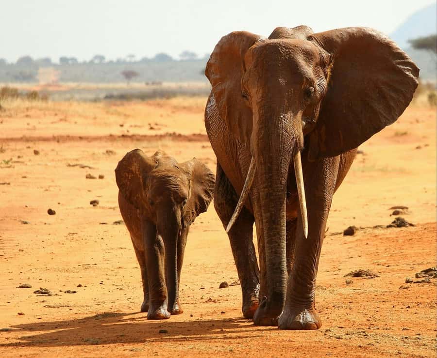 Overnight Tsavo East Safari From Mombasa/Diani (Private) - Evening game drive, sundown is your wildlife betting window
