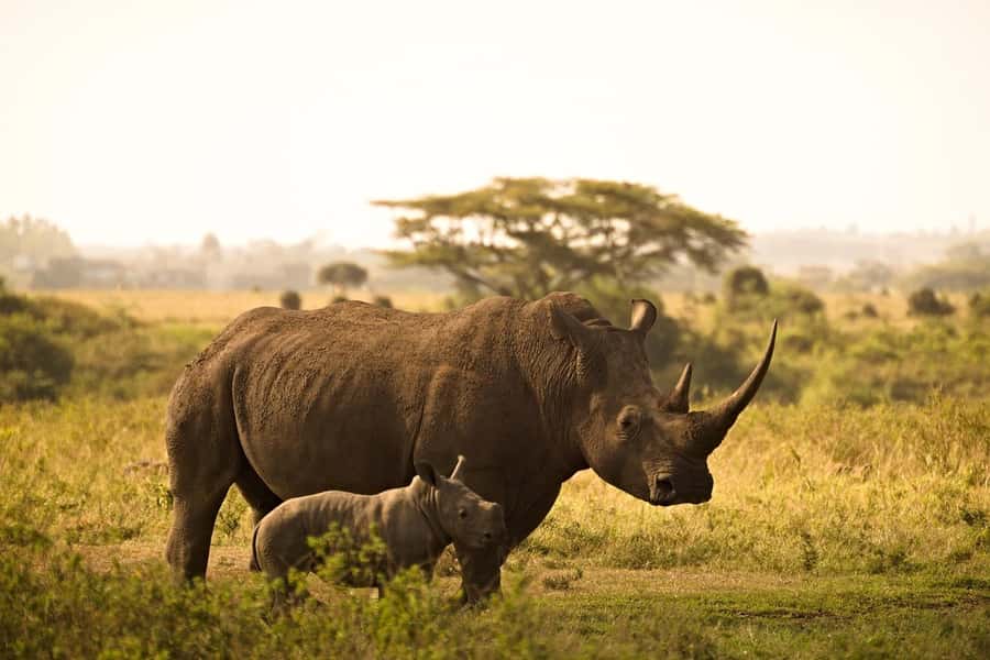 Overnight Tsavo East Safari From Mombasa/Diani (Private) - What’s included, and what you must budget for