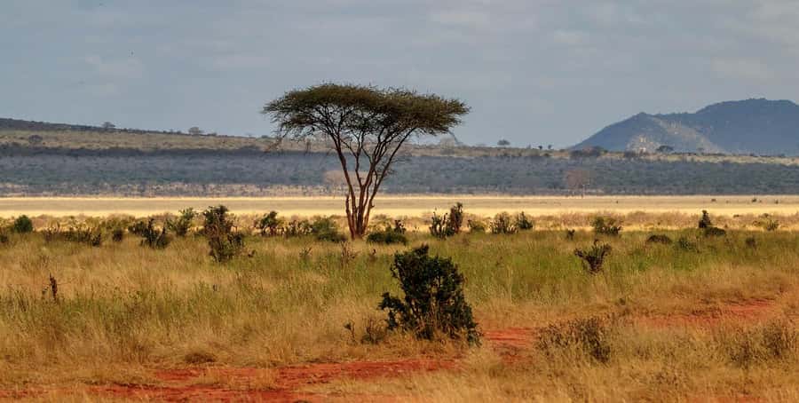 Overnight Tsavo East Safari From Mombasa/Diani (Private) - From Mombasa or Diani to Bachuma Gate, the morning reality check