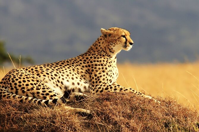 Private 3-Day Masai Mara Safari Adventure - What to expect from the day structure