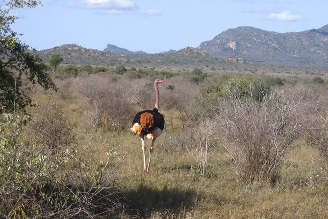 Private 3 Day Tsavo East Safari from Mombasa - Day 2: Choose Between Full-Day Picnic Safari or Early-Start Plus Pool Time