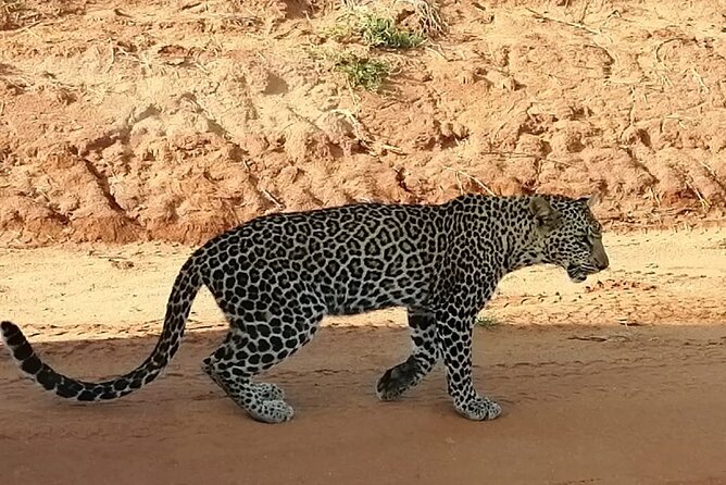 Private 3 Day Tsavo East Safari from Mombasa - Day 3: Morning Wildlife, Then Check out at 10 a.m. Back to Mombasa
