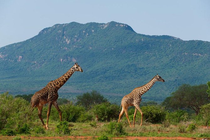 Private 3 Day Tsavo East Safari from Mombasa - Park Fees, Meals, and the Real Meaning of Included Cost