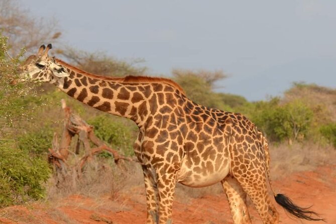 Private 3 Day Tsavo East Safari from Mombasa - Your Guide Matters, and This One Has a Proven Team
