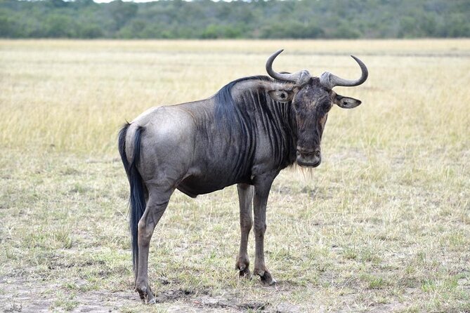 Private 5 Day Kenya Safari in Mara Lake Naivasha and Amboseli - Day 1 in Amboseli: Kilimanjaro Views Plus Elephant Herds