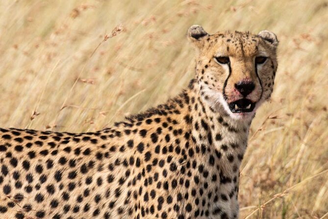 Private 5 Day Kenya Safari in Mara Lake Naivasha and Amboseli - Day 4 Full-Day Mara Drive: Lions, Cheetahs, and Migration Season Odds