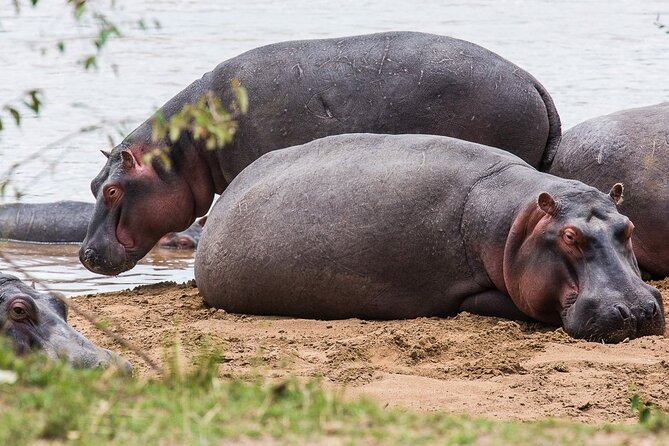 Private 5 Day Kenya Safari in Mara Lake Naivasha and Amboseli - The Real Value: Private-Service Planning and a Driver Named Mr. Richard