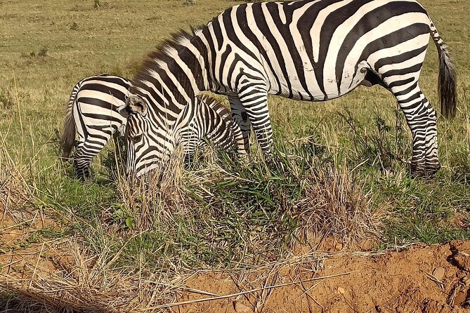 Private 6-Days Tour Exploring in Amboseli & Nakuru National Park - Amboseli day two: choosing early light or a calmer pace