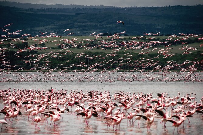 Private 7 Days Kenya Safari Amboseli, Naivasha, Nakuru, Mara - Hell’s Gate in Naivasha: guided nature walks that change the safari mood